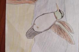 Hummingbird drawing