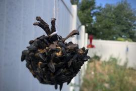 pinecone covered in peanut butter and sunflower seeds