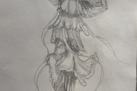 Una medusa dibujada a lápiz