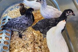 six chicks in their tank