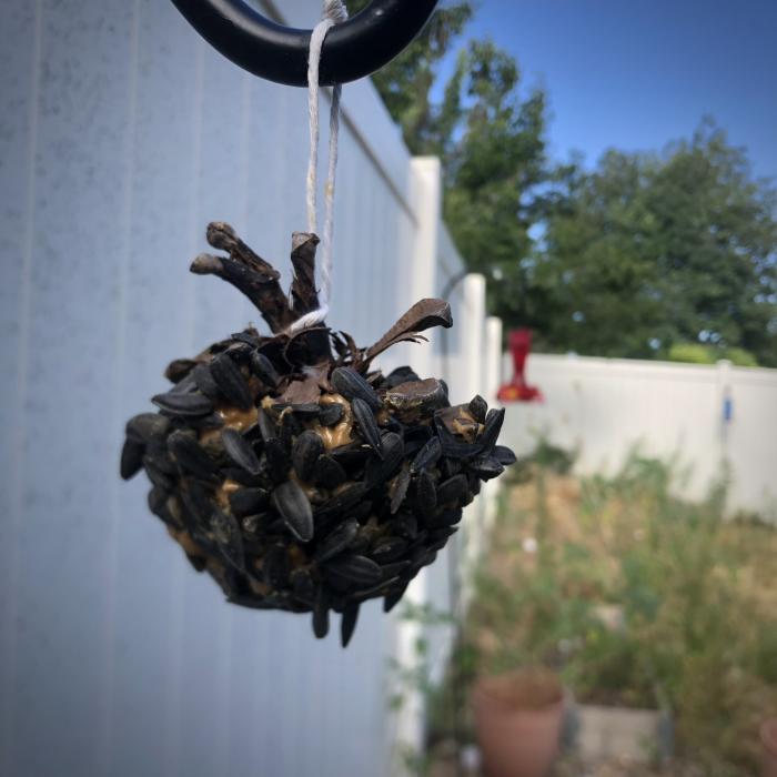 pinecone covered in peanut butter and sunflower seeds