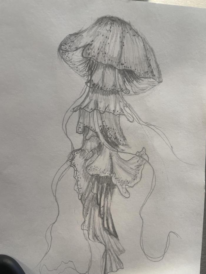 A pencil drawn Jellyfish